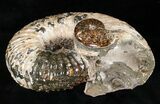Huge Douvilleiceras Ammonite With Cleoniceras #16922-3